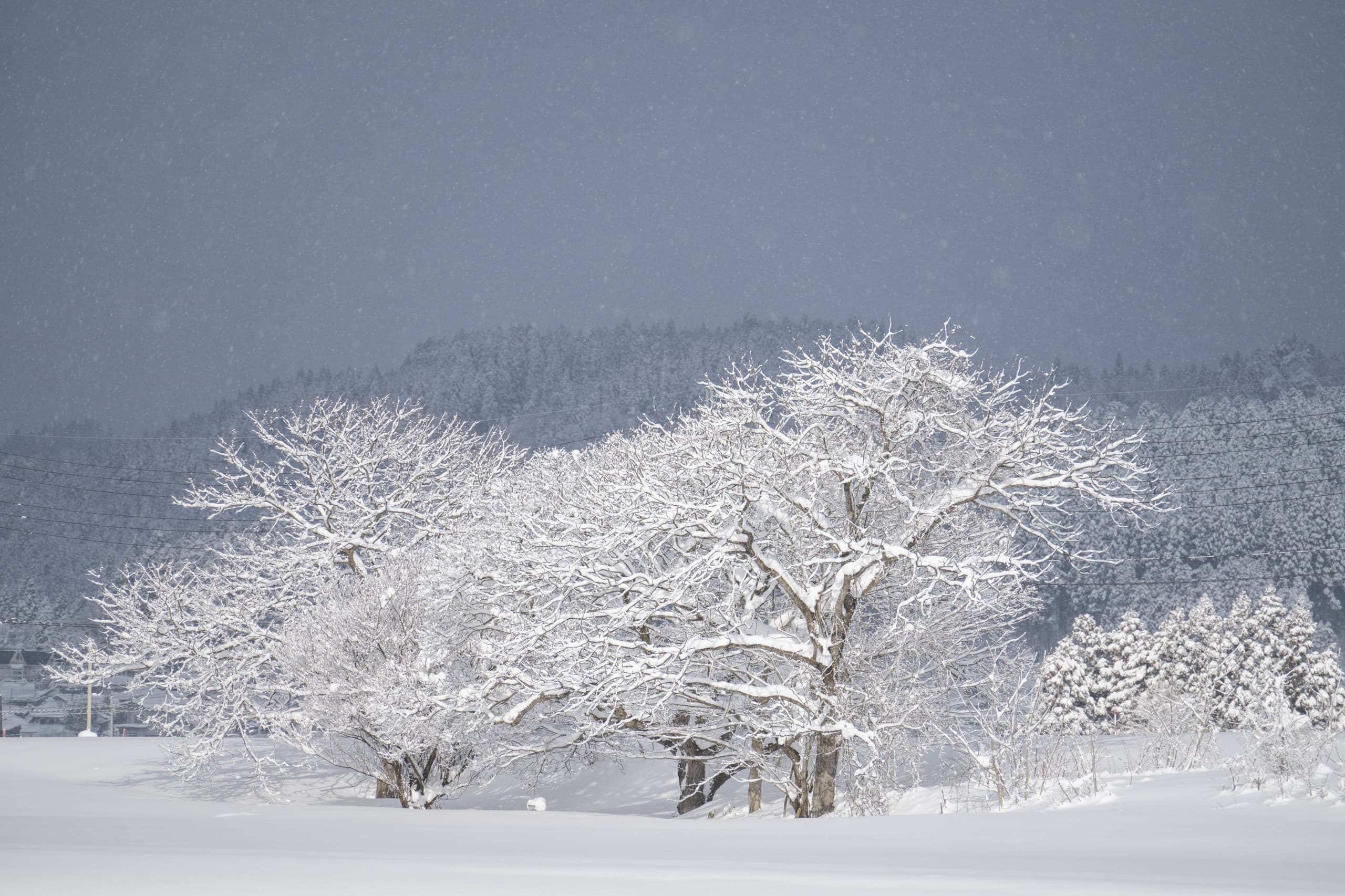 yamagata_007.jpg