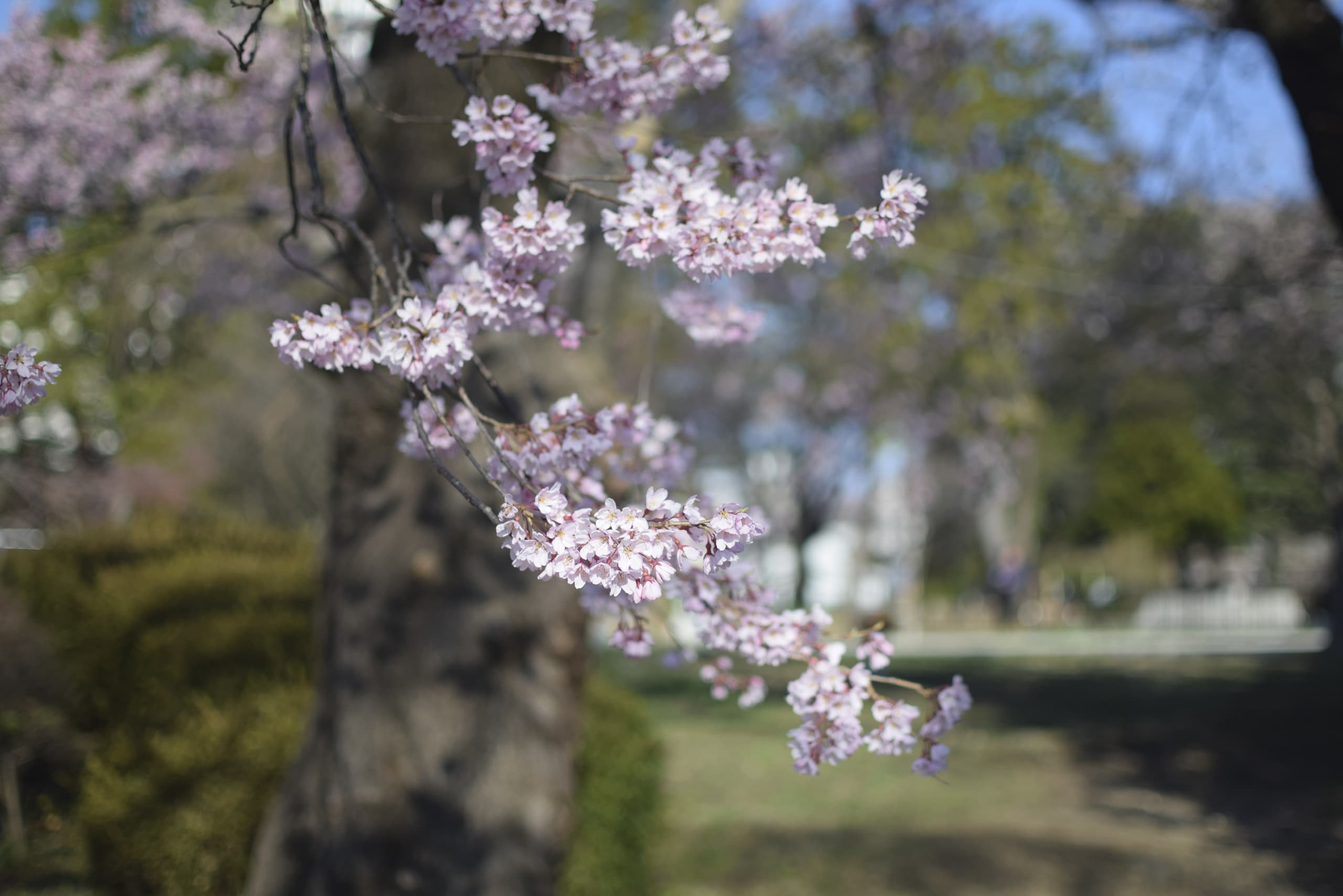 dsc_0298.jpg
