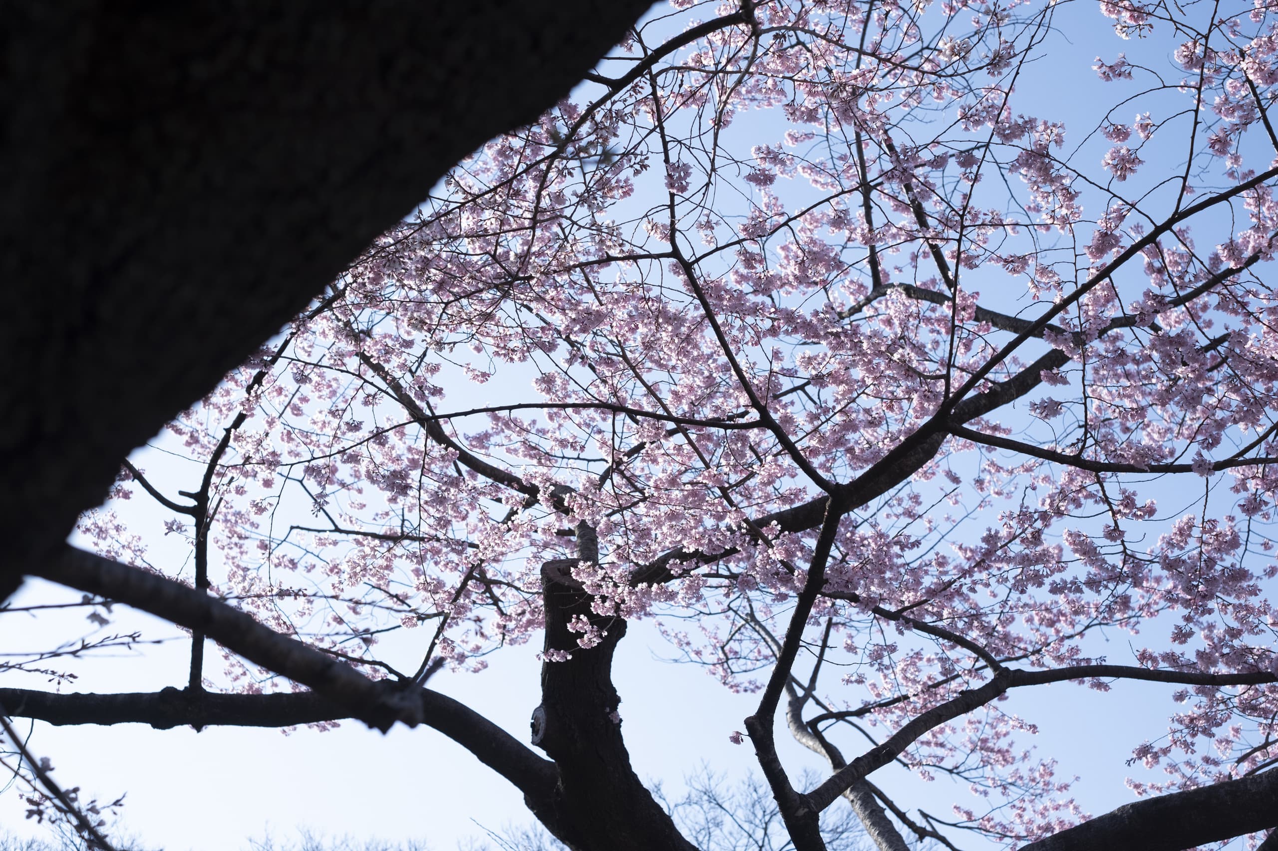 dscf8759.jpg