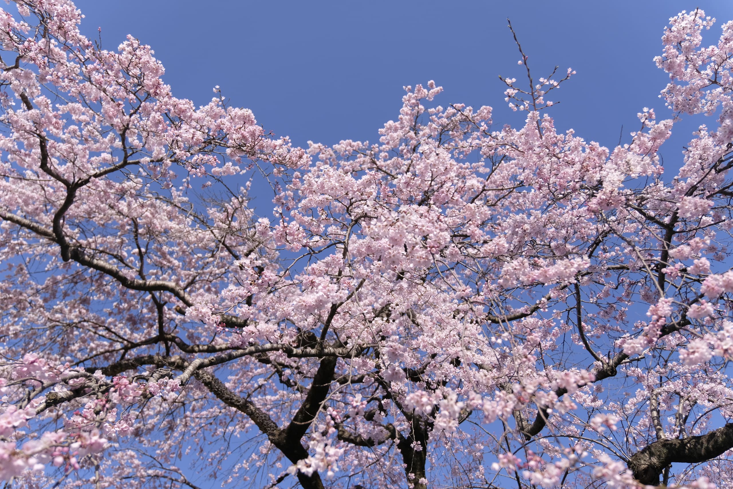 dscf0320.jpg