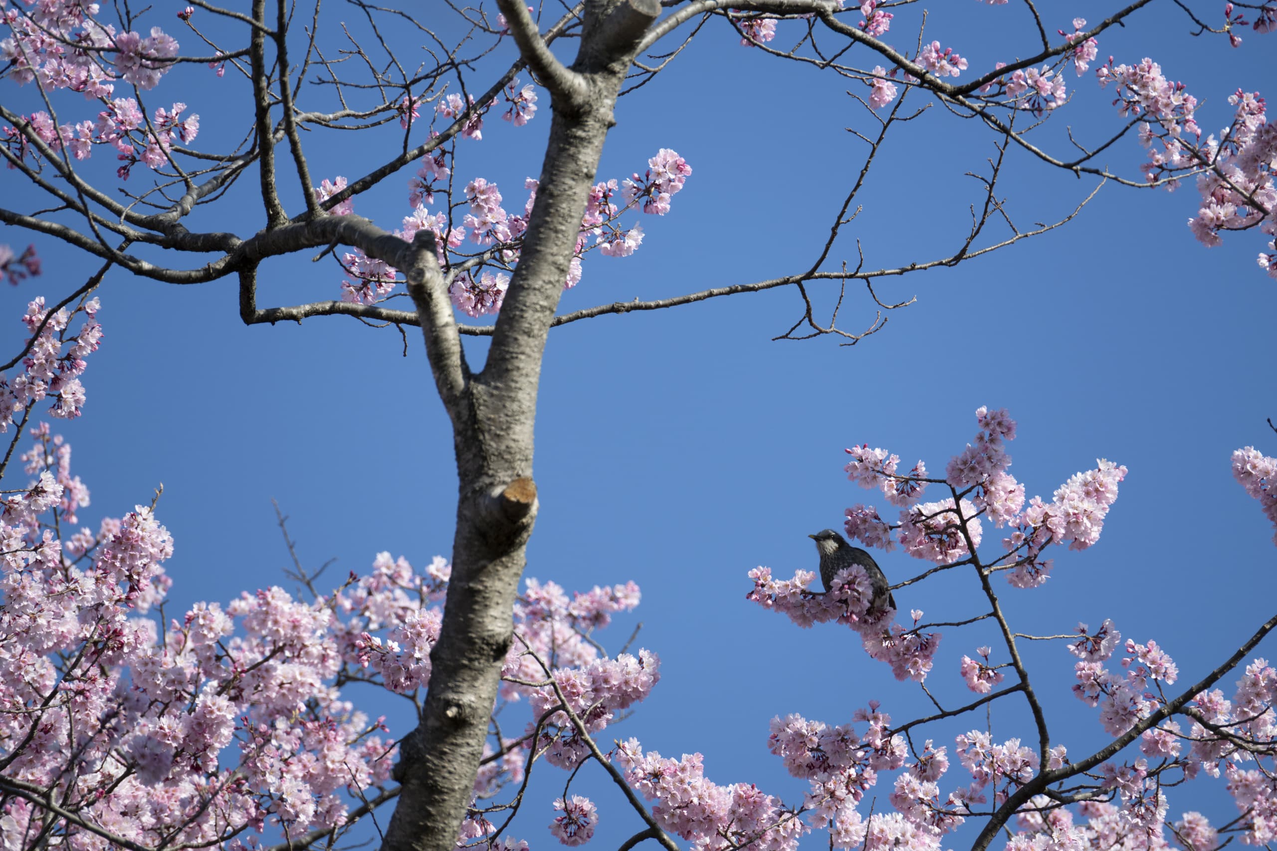 dsc_7457.jpg