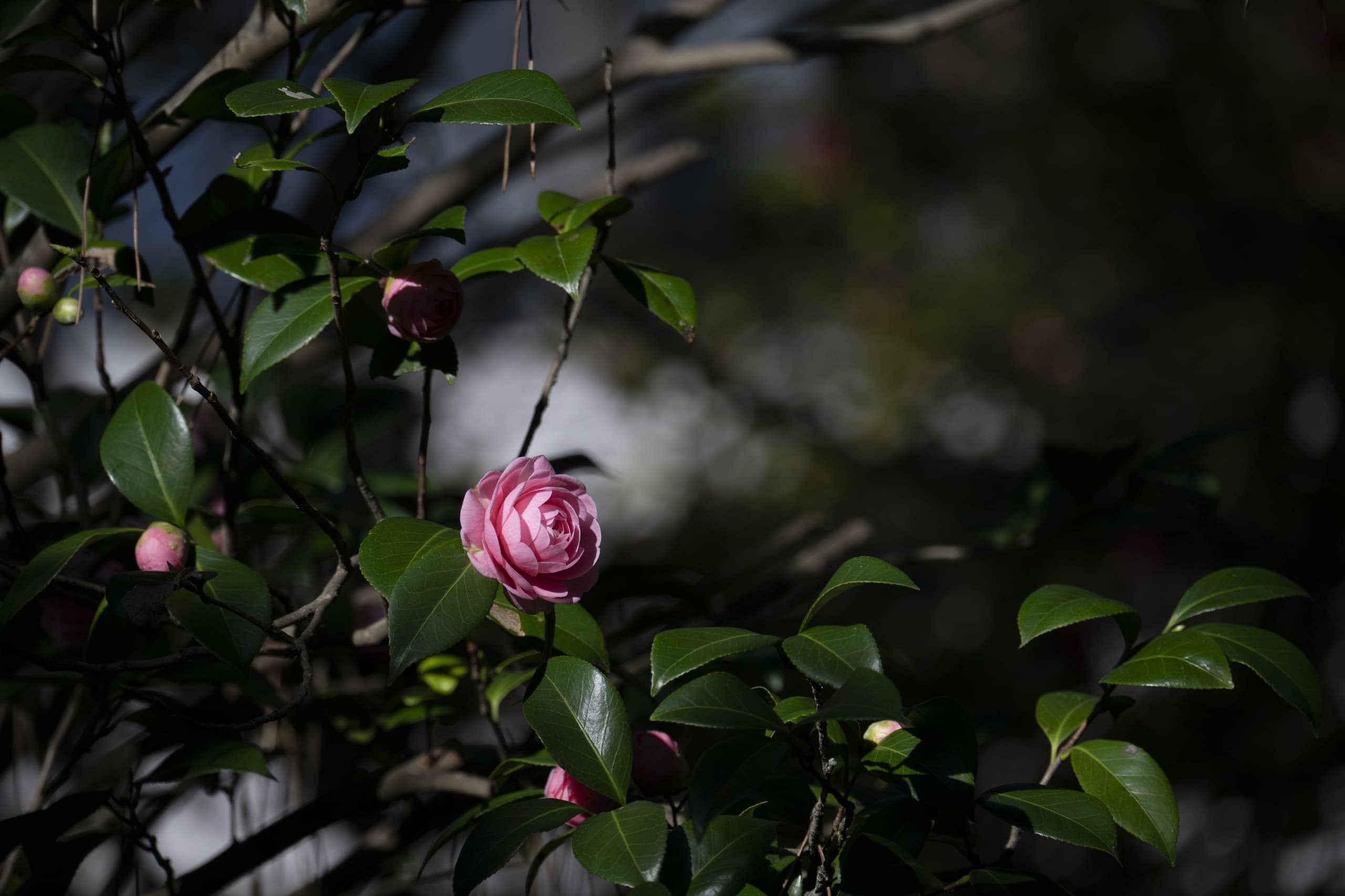 dsc_7480.jpg