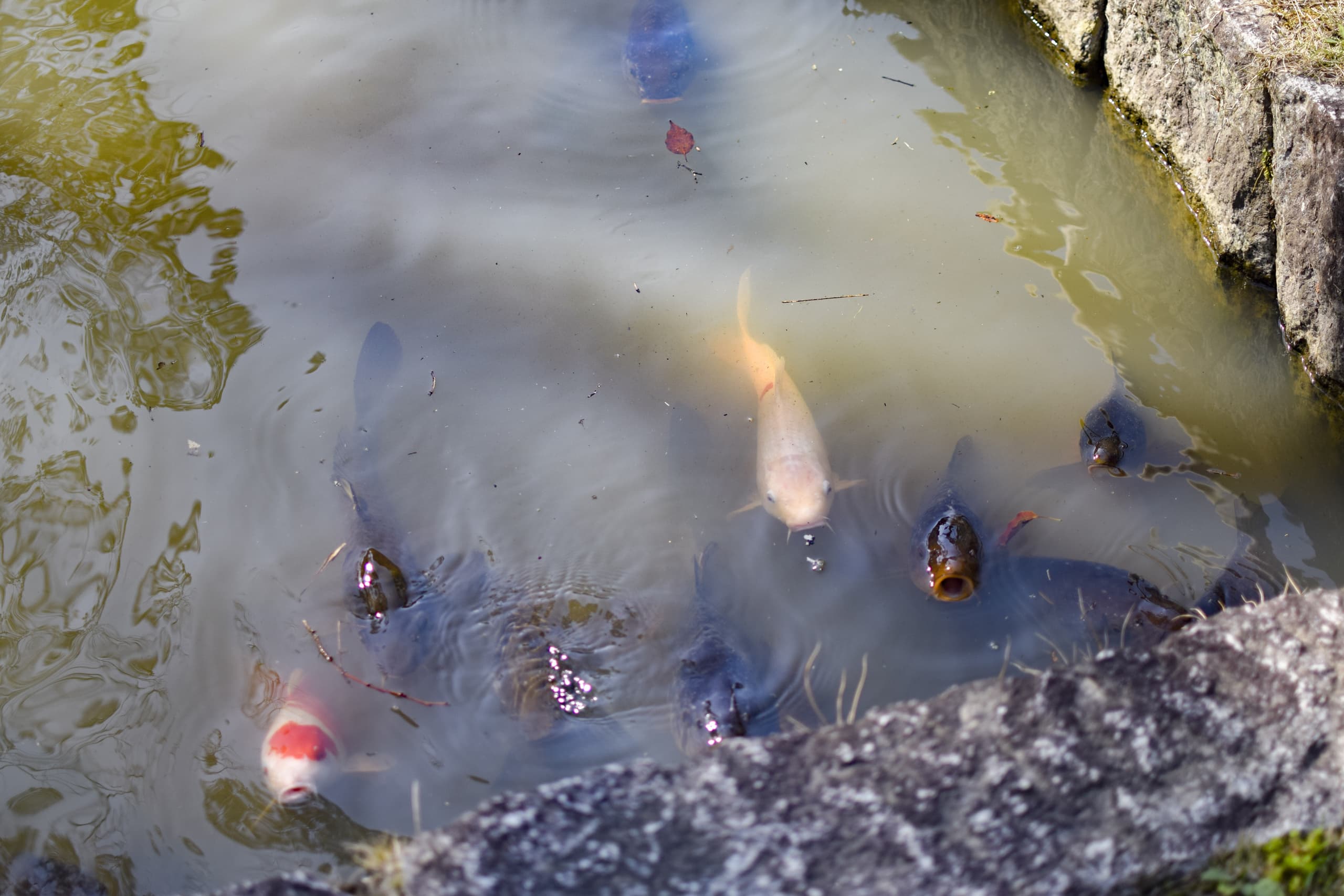 dsc_0442.jpg
