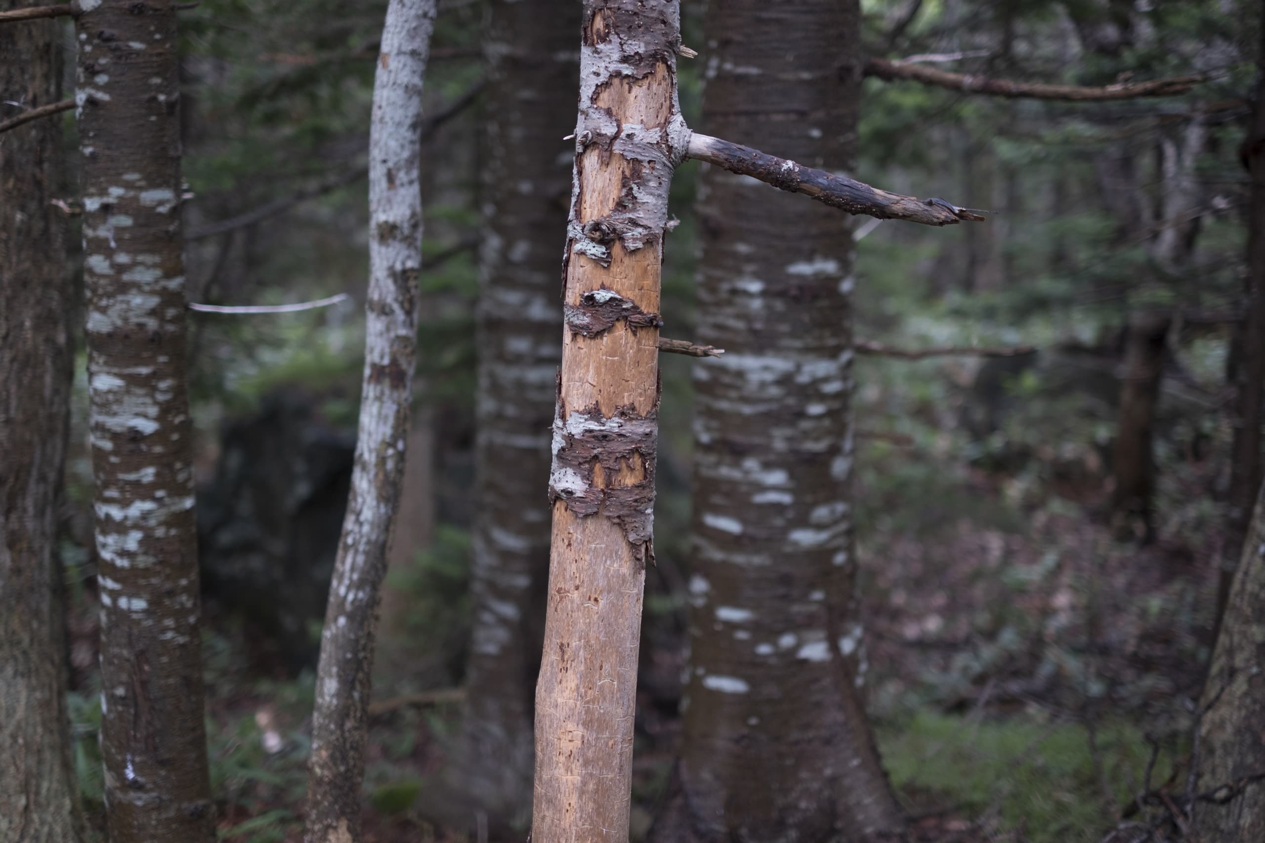 dscf3111.jpg