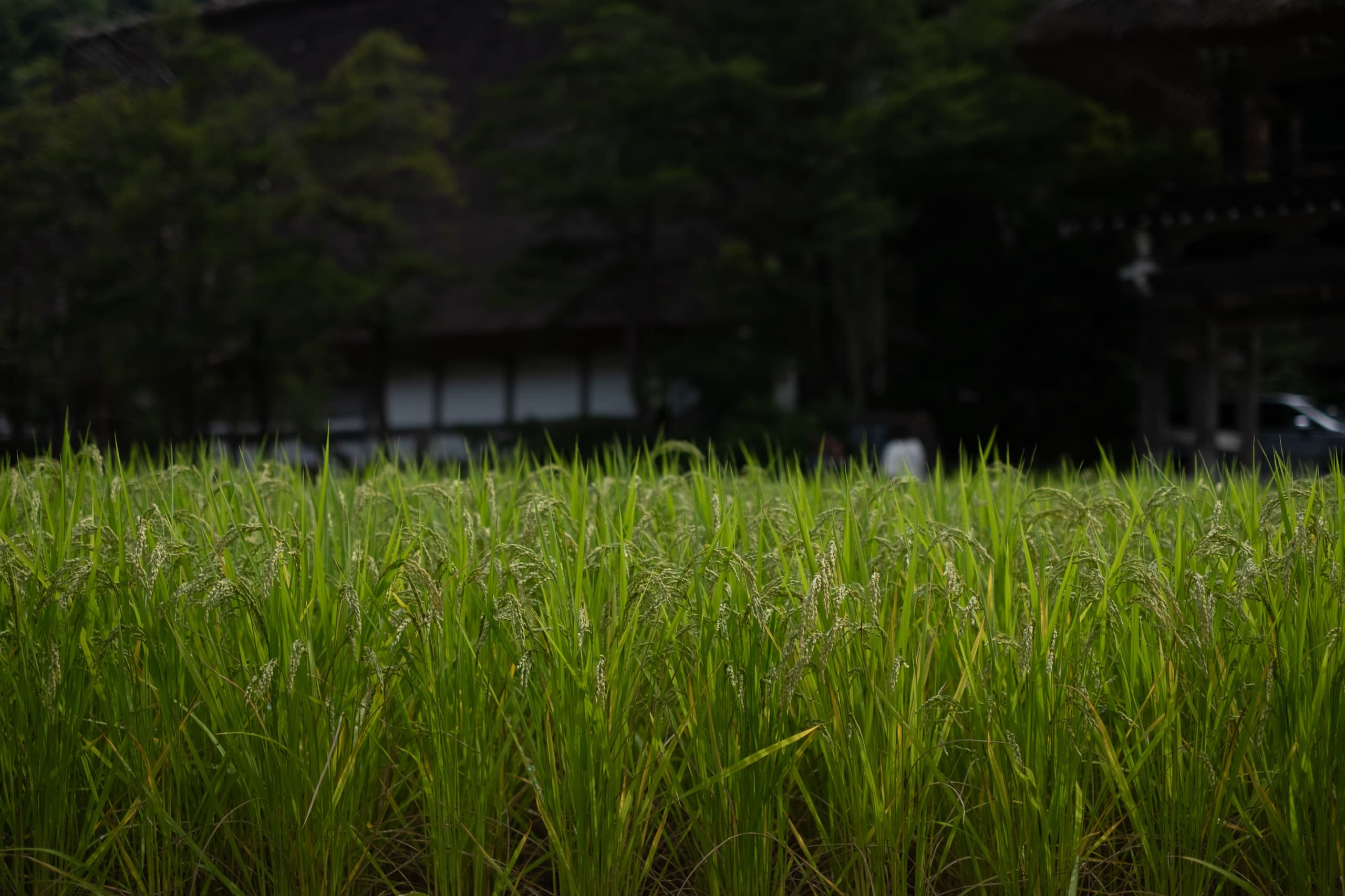 dscf9986.jpg